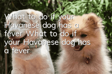 What to do if your Havanese dog has a fever What to do if your Havanese dog has a fever
