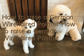 How to raise a German Wirehaired Pointer How to raise a German Wirehaired Pointer