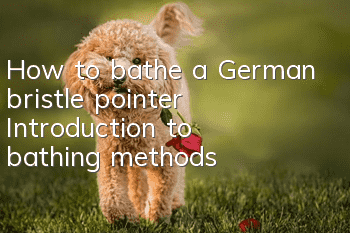 How to bathe a German bristle pointer? Introduction to bathing methods