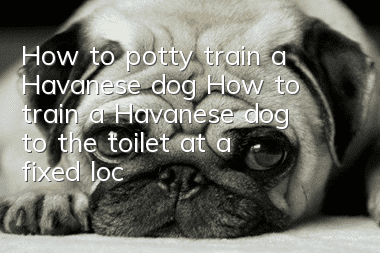 How to potty train a Havanese dog How to train a Havanese dog to the toilet at a fixed location