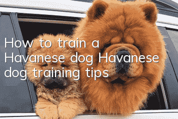 <strong>How to train a Havanese dog Havanese dog training tips</strong>