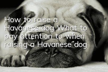 How to raise a Havanese dog What to pay attention to when raising a Havanese dog
