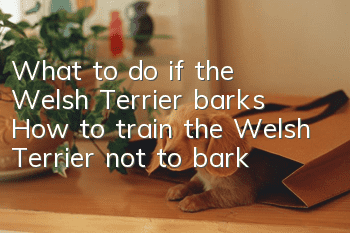 What to do if the Welsh Terrier barks? How to train the Welsh Terrier not to bark?