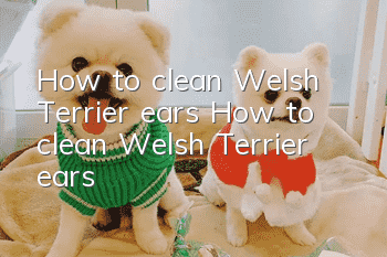 How to clean Welsh Terrier ears How to clean Welsh Terrier ears