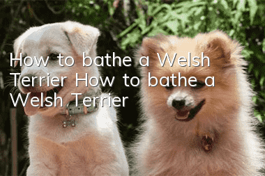 How to bathe a Welsh Terrier How to bathe a Welsh Terrier