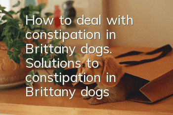 How to deal with constipation in Brittany dogs. Solutions to constipation in Brittany dogs.