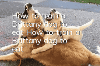 How to train a Brittany dog to eat? How to train a Brittany dog to eat?
