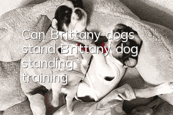 Can Brittany dogs stand? Brittany dog standing training
