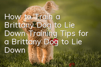 How to Train a Brittany Dog to Lie Down Training Tips for a Brittany Dog to Lie Down