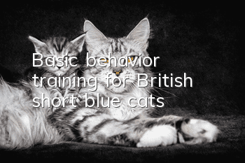 Basic behavior training for British short blue cats