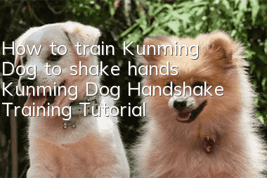 How to train Kunming Dog to shake hands Kunming Dog Handshake Training Tutorial