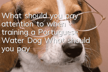 What should you pay attention to when training a Portuguese Water Dog? What should you pay attention to when training a Portuguese Water Dog?