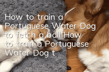 How to train a Portuguese Water Dog to fetch a ball? How to train a Portuguese Water Dog to fetch a ball?