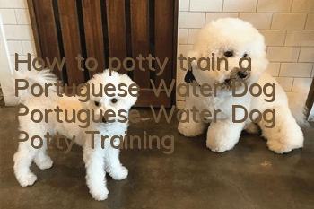 How to potty train a Portuguese Water Dog Portuguese Water Dog Potty Training