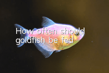 How often should goldfish be fed?