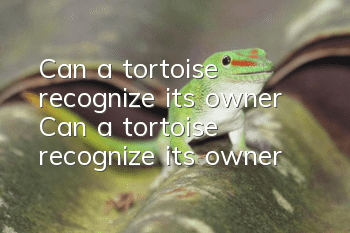 Can a tortoise recognize its owner? Can a tortoise recognize its owner?
