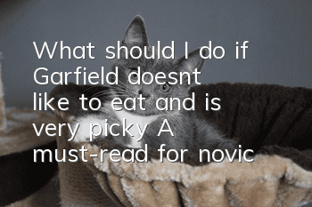 What should I do if Garfield doesn’t like to eat and is very picky? A must-read for novice cat owners!