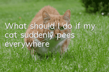 What should I do if my cat suddenly pees everywhere?