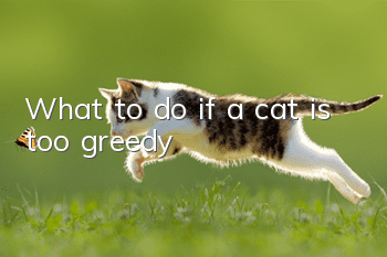 What to do if a cat is too greedy