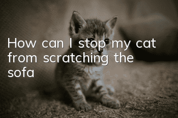 How can I stop my cat from scratching the sofa?