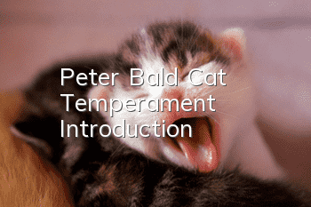 Peter Bald Cat Temperament Introduction