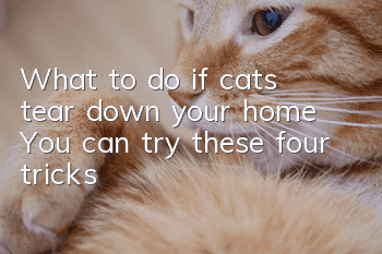 What to do if cats tear down your home? You can try these four tricks