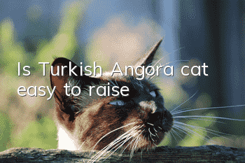 Is Turkish Angora cat easy to raise?