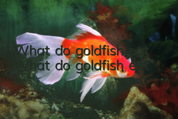 What do goldfish eat? What do goldfish eat?