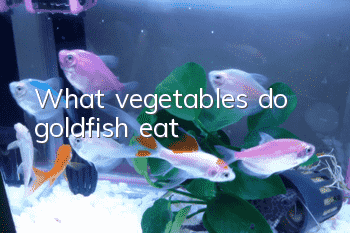 What vegetables do goldfish eat?