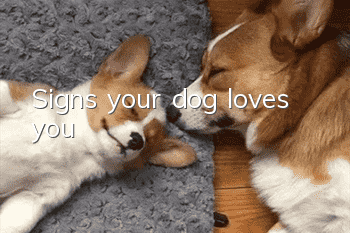 Signs your dog loves you