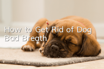 How to Get Rid of Dog Bad Breath