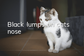 Black lumps on cat’s nose