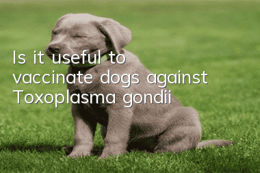 Is it useful to vaccinate dogs against Toxoplasma gondii?