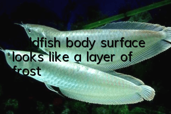 Goldfish body surface looks like a layer of frost