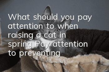 What should you pay attention to when raising a cat in spring? Pay attention to preventing cat plague in spring
