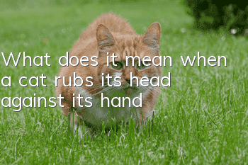 What does it mean when a cat rubs its head against its hand?