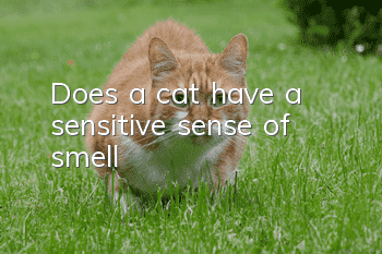Does a cat have a sensitive sense of smell?