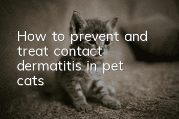 How to prevent and treat contact dermatitis in pet cats?