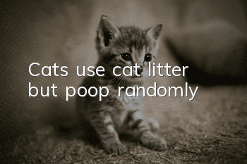 Cats use cat litter but poop randomly