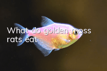 What do golden moss rats eat?