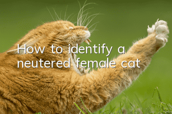 How to identify a neutered female cat?