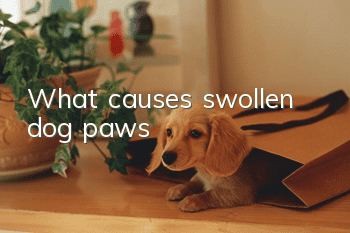 What causes swollen dog paws?