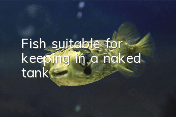Fish suitable for keeping in a naked tank