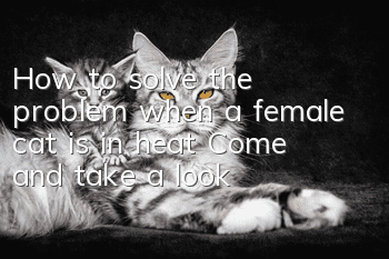 How to solve the problem when a female cat is in heat? Come and take a look!