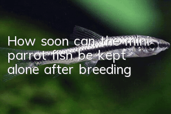 How soon can the mini parrot fish be kept alone after breeding?