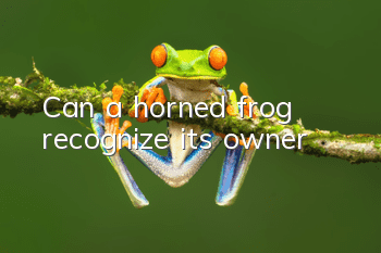 Can a horned frog recognize its owner?