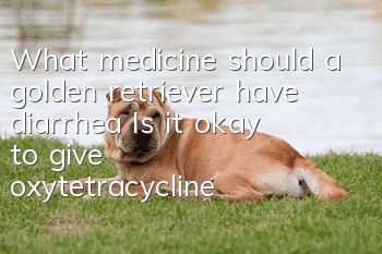 What medicine should a golden retriever have diarrhea? Is it okay to give oxytetracycline to a golden retriever dog with diarrhea without eating?