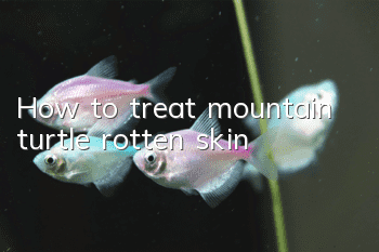How to treat mountain turtle rotten skin