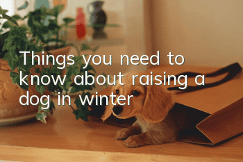 Things you need to know about raising a dog in winter