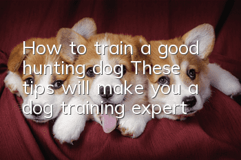 How to train a good hunting dog? These tips will make you a dog training expert!